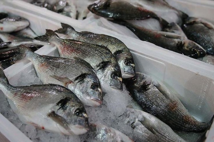 Su ürünleri ihracat geliri 11 ayda yüzde 27 arttı