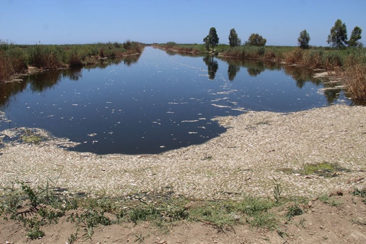 Menderes'teki balık ölümleri inceleniyor