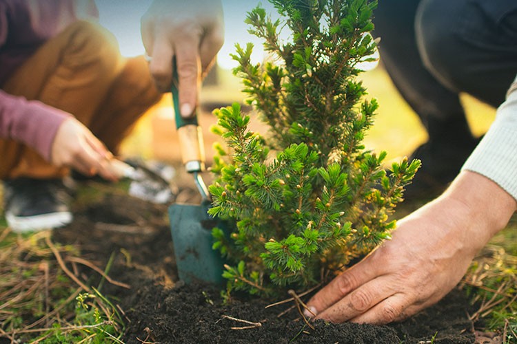 Türkiye Sigorta'dan Bursa ve İzmir'e fidan bağışı