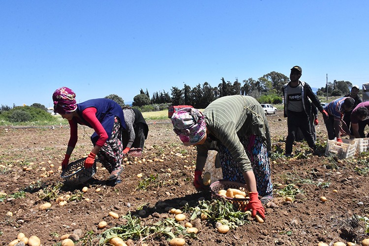 Üreticinin yüzü güldü