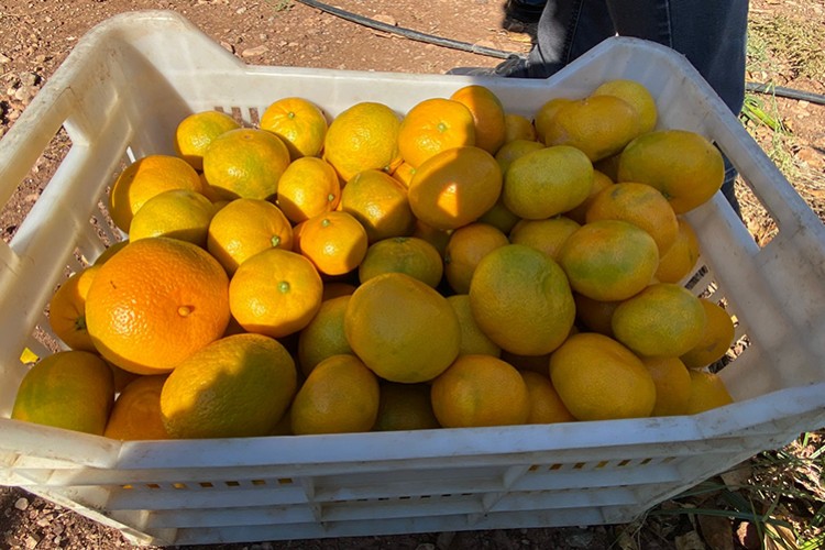 Mandalina ihracatında hedef 500 milyon dolar