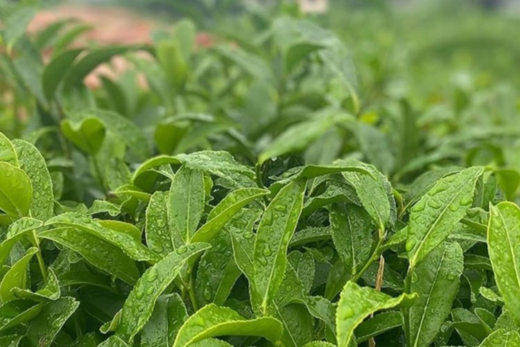 Tarım ve Orman Bakanı Yumaklı'dan yaş çay alım fiyatı açıklaması