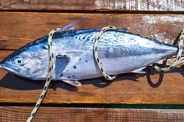 Mavi yüzgeçli orkinos kotası 3 bin 95 tona yükseldi