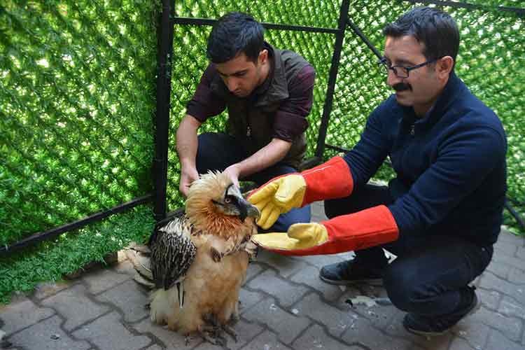 Sakallı akbaba tedavisinin ardından doğaya salındı