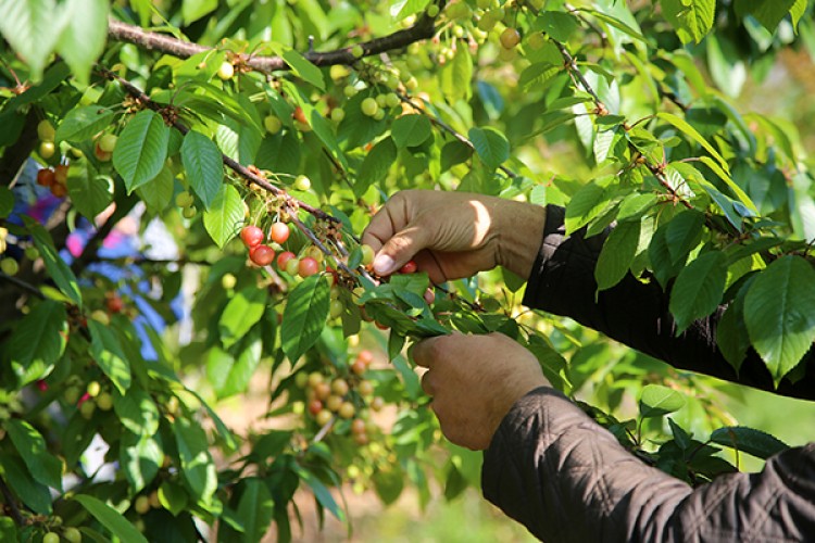 Kiraz hediyelik oldu