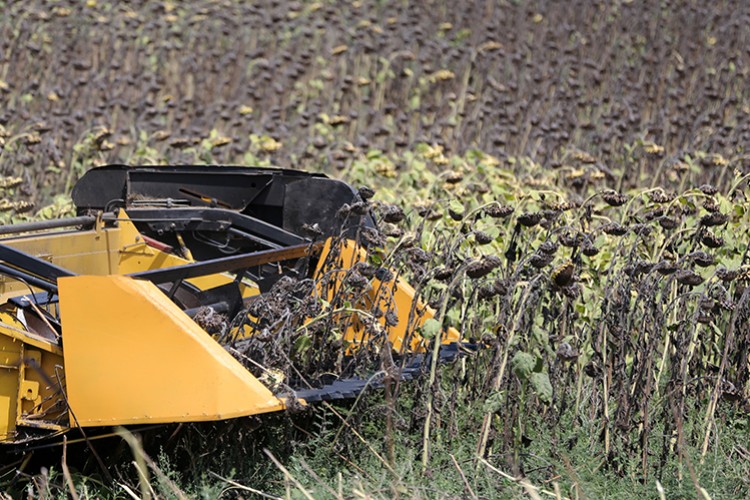 Ayçiçeğinde hasat zamanı
