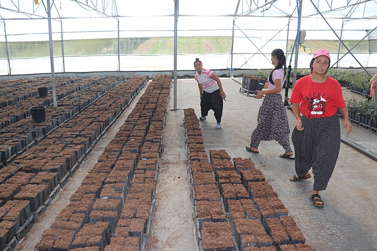 Çukurova'da yetiştirilip 14 ülkeye ihraç ediliyor