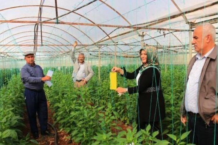 Antalya'da örtü altı üreticilerine "yapışkan tuzak" desteği