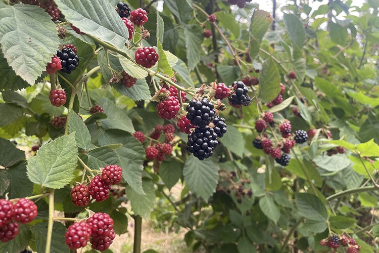 Ahududu ve böğürtlenler kadınların gelir kapısı oldu