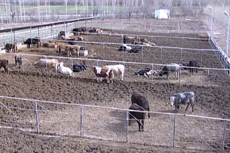 Sığır yetiştiricilerine verilen desteğin süresi uzatıldı