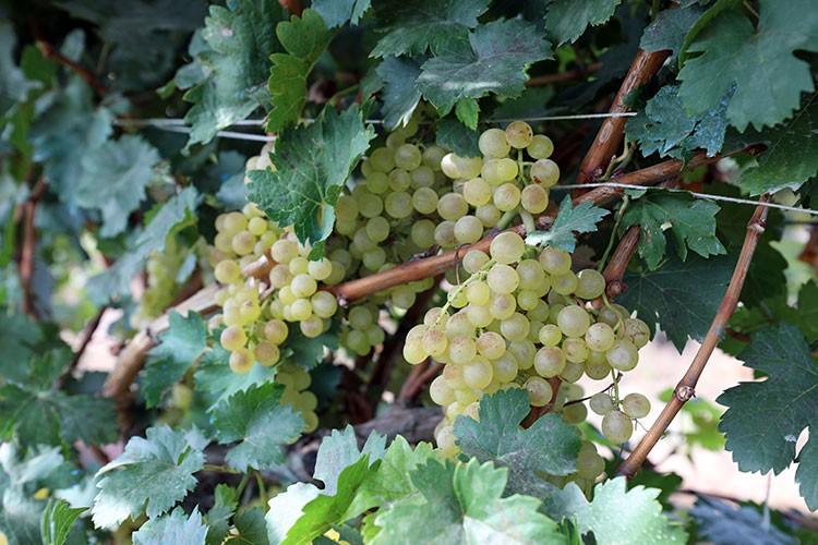 Iğdır'ın yarım asırlık bağlarında üzüm bereketi