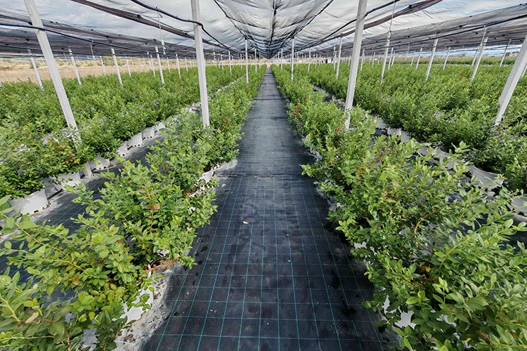 DCT Trading teknoloji entegreli tarım yatırımlarıyla büyüyor