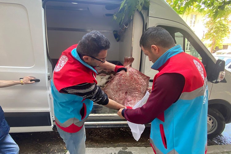 Sinop'ta kaçak avlanan 363 kalkan balığı vatandaşlara dağıtıldı