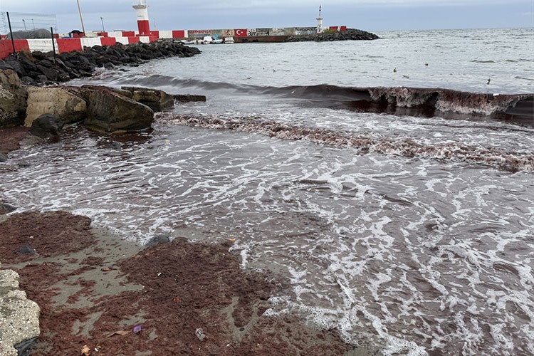 Tekirdağ'da lodos nedeniyle sahilde kırmızı yosun birikti