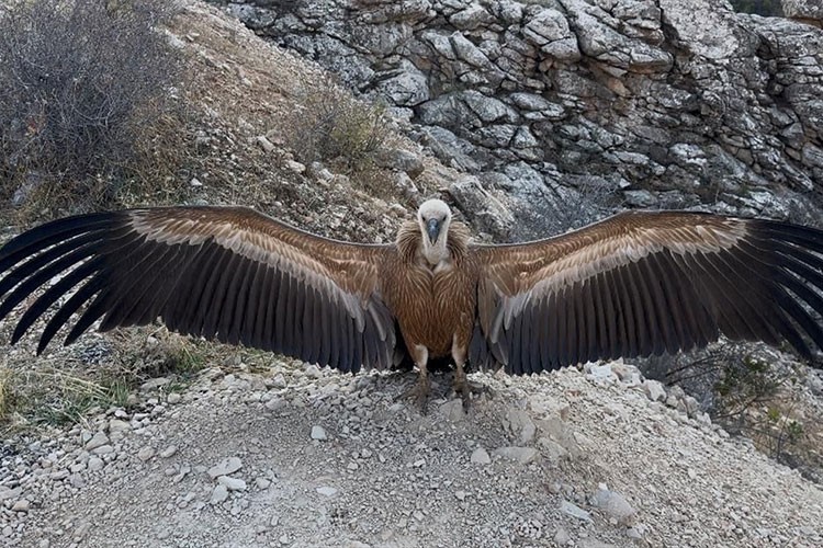Şırnak'ta yaralı bulunan akbaba tedavi edildi