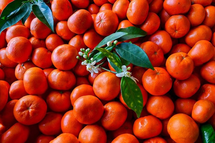 Narenciyede kalıntı sorunu kalmayacak