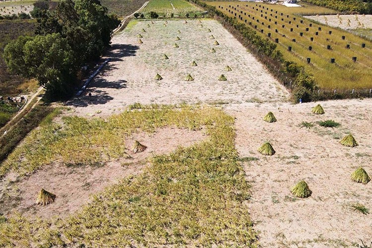 Aromasını "Deli Memet" rüzgarından alan susamın üretimi arttı