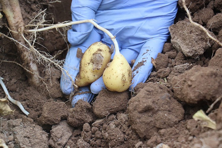 "Ata 25" ve "Kaan" patates çeşitleri geliştirildi