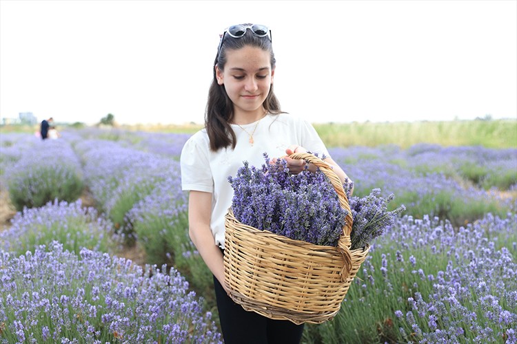 Edirne'de "8. Lavanta Tarla Günleri" başladı