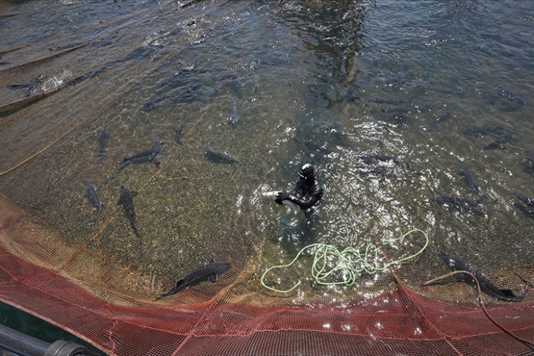 Türkiye akuakültürde Avrupa'nın zirvesine emin adımlarla ilerliyor