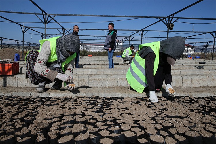 2 milyon meyve fidanı toprakla buluşturuldu