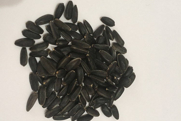 Yüzde 100 saf ayçiçeği tohumunda yerli çözüm