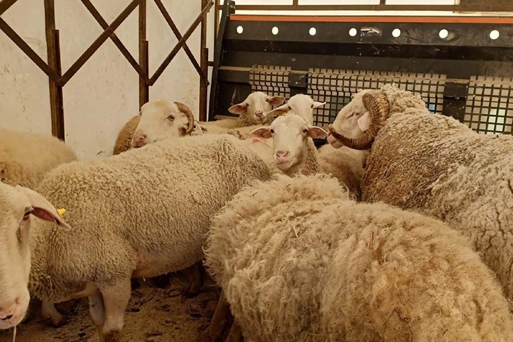 Deprem bölgesinde hayvanlar için 500-50 lira yem desteği