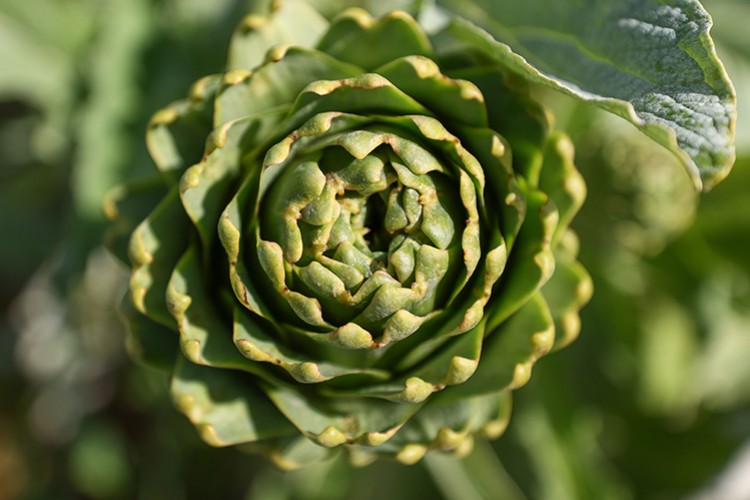 Enginarda hasat mevsimi