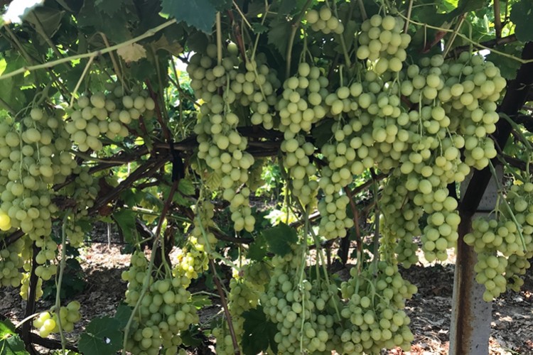 Superior Seedless Çeşidi Sofralık Üzümün ihracat yolculuğu başladı