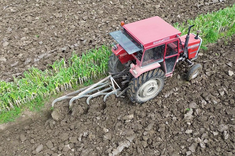 Bafra Ovası'nda yazlık ürün ekimi için çalışmalar başladı