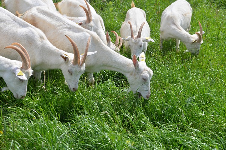 Sütte yeni arayışlar ve lezzetler: