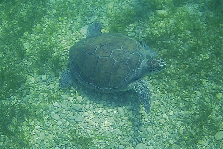 Muğla'da deniz kaplumbağaları beslenirken görüntülendi