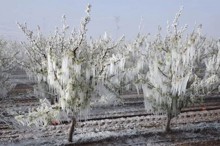 Zirai don zararları hızla karşılanacak