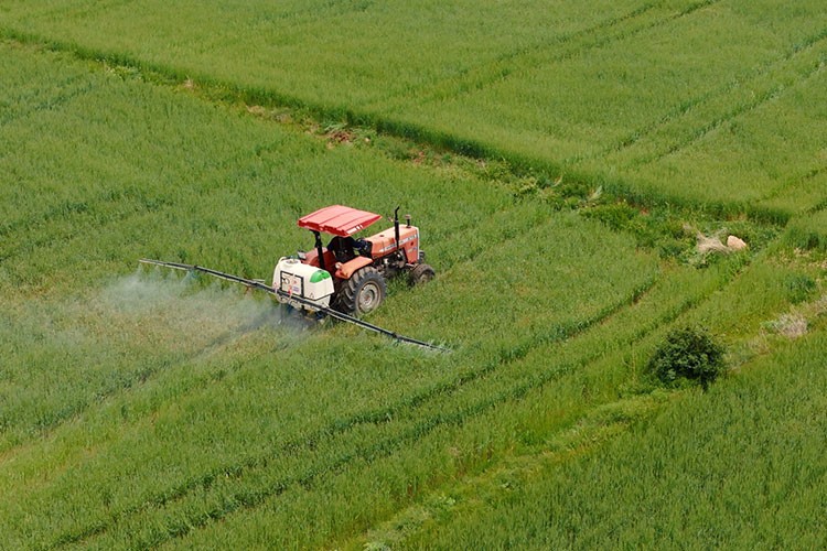 Ülker ve Sabancı Üniversitesi buğday için ele ele verdi