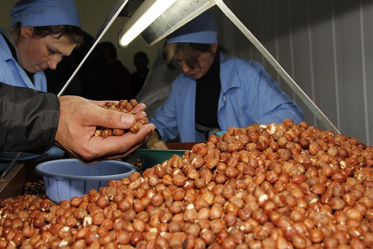 Fındıkta lider Trabzon