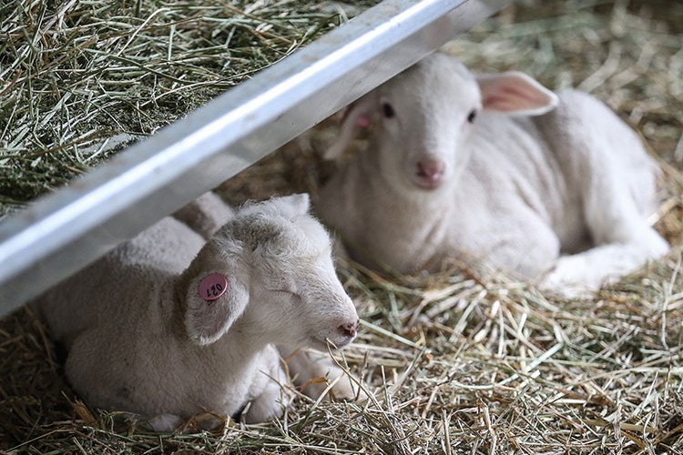 Anadolu merinosunda yavru verimi elit sürü çalışmasıyla artacak