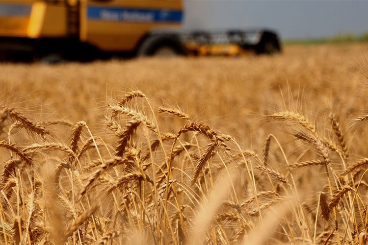 Mart ve nisan yağışları hububata olumlu yansıdı