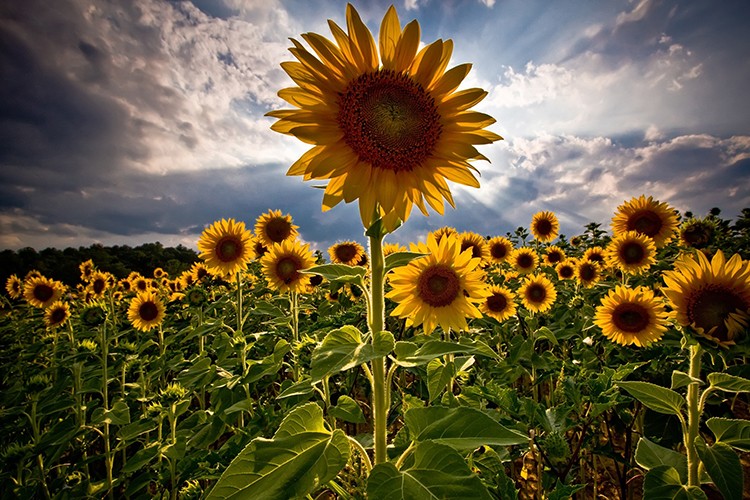 TMO'yla ayçiçeği yağı fiyatları düştü