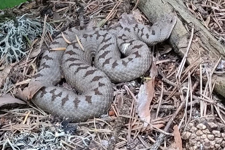 Çorum'da "Kafkas boynuzlu engereği" görüldü