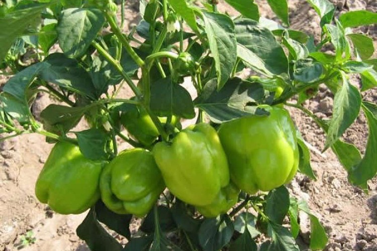 En çok dolmalık biberin fiyatı arttı