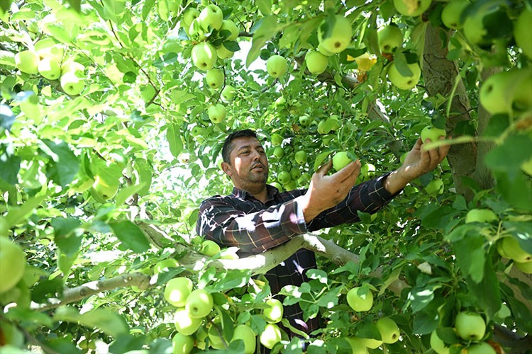 Elma bahçesini "spring su uygulaması" ile zirai dondan koruyan üretici hasada başladı