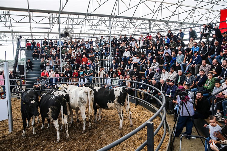 Mezatta genç ve kadın üreticilere yem desteği