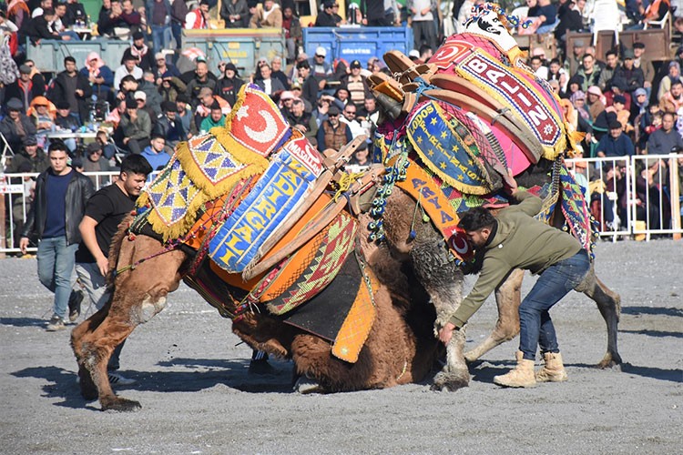Aydın'da 180 deve güreş arenasına çıktı