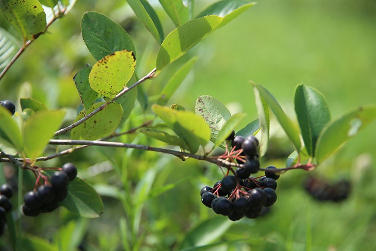 Aronya üretiminde ihracatı hedefliyor