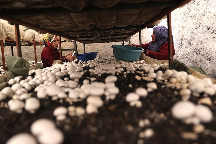 Kooperatif kuran girişimci kadınlar mantar üretiyor