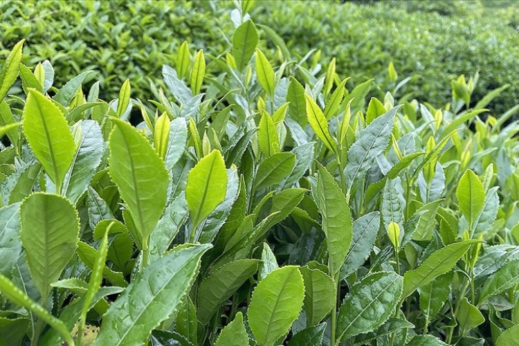 ÇAYKUR birinci sürgün döneminde 213 bin ton yaş çay aldı