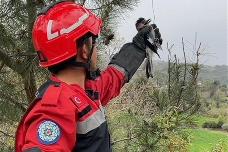 Muğla'da ayağına ip dolanan alakarga kurtarıldı