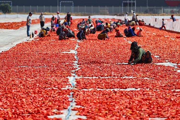 Ege ovalarında kuru domates mesaisi başladı