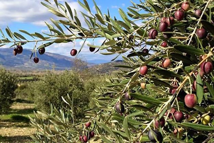 Sofralarımızın lezzet ve bereket sembolü zeytin