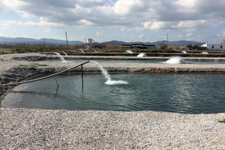 Toprak Havuzlarda Balık Üretimi Yükselişte